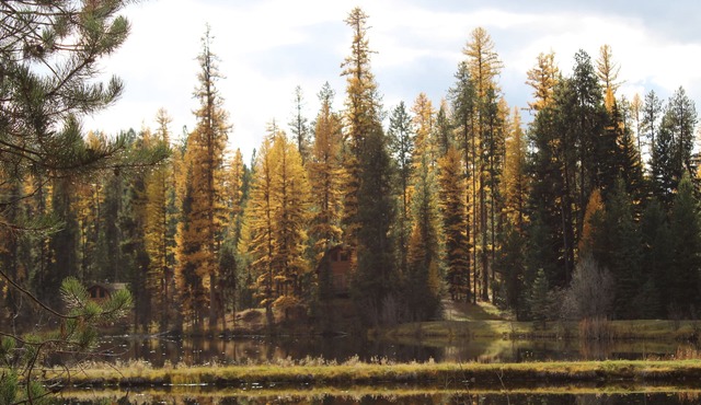 "Elk's Run" Rustic Cabin Hidden Among The Pines At Falls Creek.