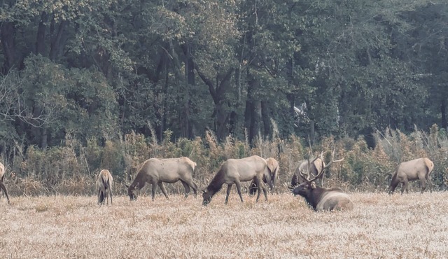 Elk View Cabin in Boxley Valley - 5 min to the Buffalo River!