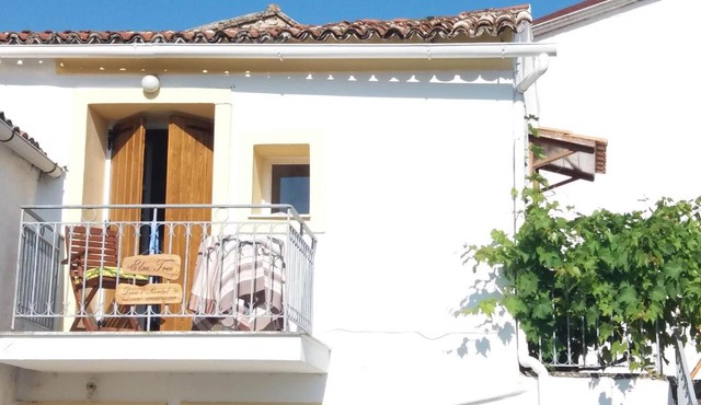 Elm Tree Dream Catcher