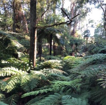 Emerald Creek Cottages
