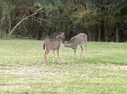 En-Deer-ing Pet friendly Retreat