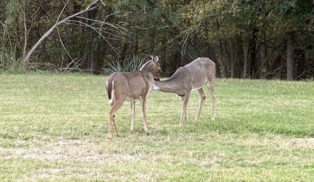En-Deer-ing Pet Friendly Retreat 🐕