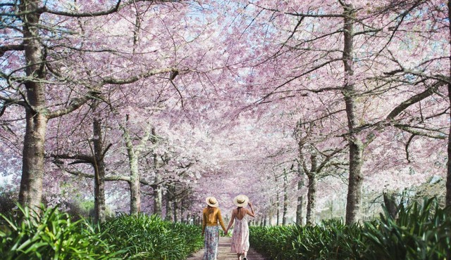 English Cherry Tree Manor