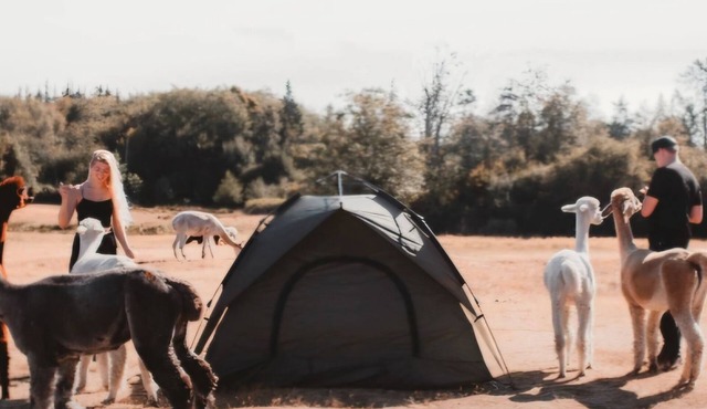 Enjoy a tent in pasture amongst Llamas Alpacas & Sheep & feeding on our farmstay