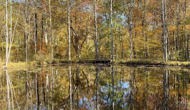 Enjoy woods and wildlife just 5 minutes from Sperryville food and fun!
