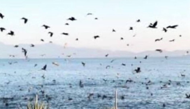 Ensenada’s Luxury Ocean Front Property. 1or 2 condominiums available.