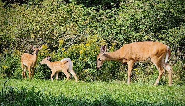 Entire Private 3 Bedroom Large House in Upstate NY