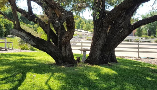 Equestrian Farm Stay