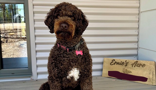 Ernie's Acre, sit back and relax in this calm, stylish space, pet friendly.