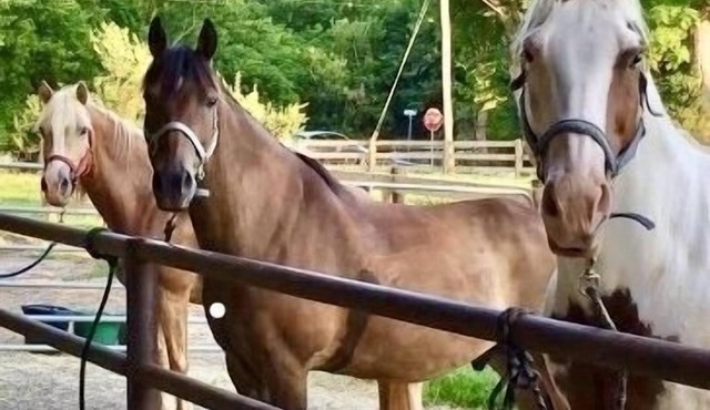 Escape to Horse Ranch close to Hershey, Lanc, Nook, Sight & Sound, Amish Country