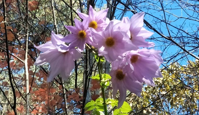 Escape to the picturesque hills but still close to amenities set on over 7 acres