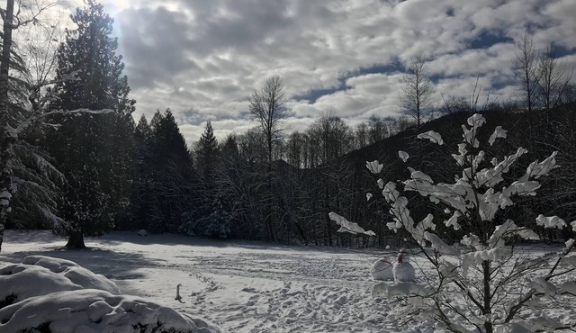 Escape to Whispering Woods #454! - Mt. Hood Village, OR