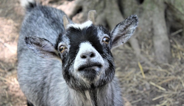 Escape to your cozy 2-bedroom cottage, just a hop away from Rock City