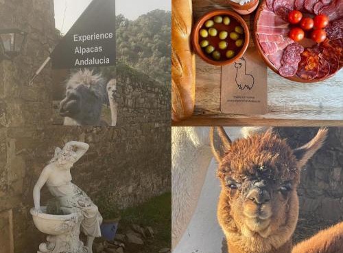 Experience Alpacas in Andalucia