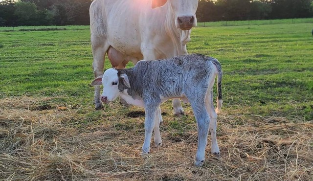 Experience the Texas Country on an Authentic Texas Ranch!