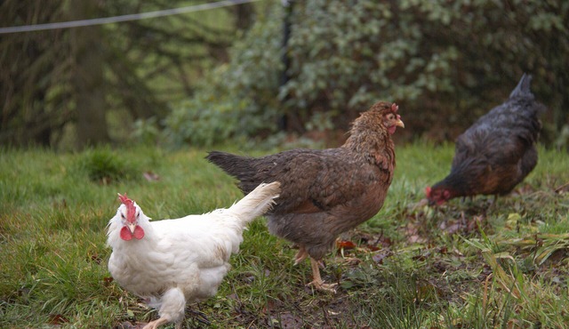 Fabulous Rural Farm Holiday Cottage near Drymen, Loch Lomond.