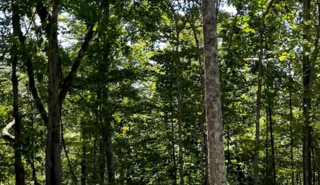 Fallsburg Frontier Campground Site #4