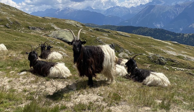 Familienfreundliches Chalet mit Herrlicher Aussicht, Viele Ausflugsmöglichkeiten