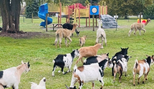 Families, Private Farm, Event Space, Petting Zoo onsite, Cedar PT sports center