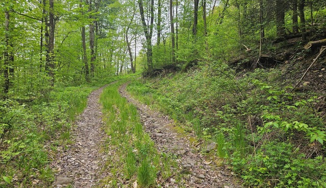 Family and pet friendly campsite.nCamp by a brook in a serene mountain setting