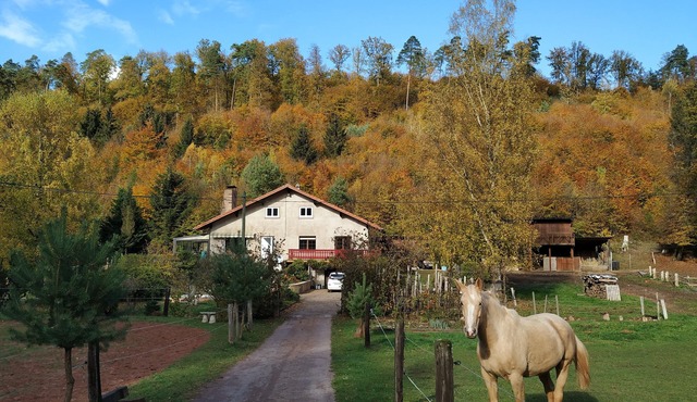 family and spacious cottage in the middle of the forest ideal hikes in the country of bitche