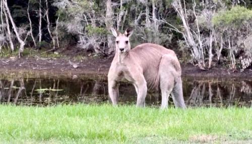 Family Retreat Farmstay Hunter Valley 40 Guests