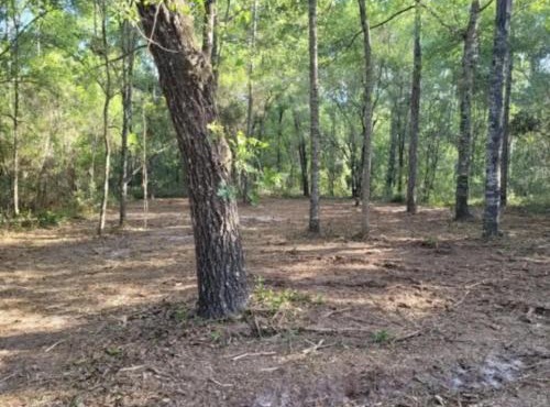 Fanning and Manatee Springs Exclusive Primitive Campground