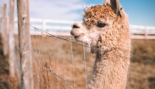 farm · 7 Bedrooms Farm with Pool and Tennis Court