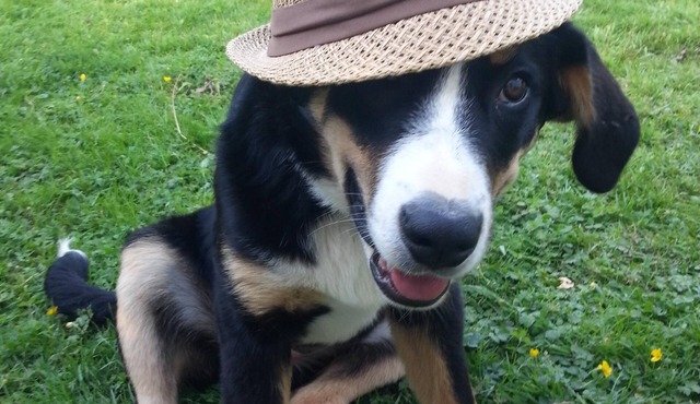 Farm holidays for the whole family an experience