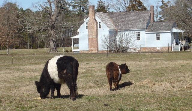 Farm-stay, Diversified Working Farm, Agrarian Setting