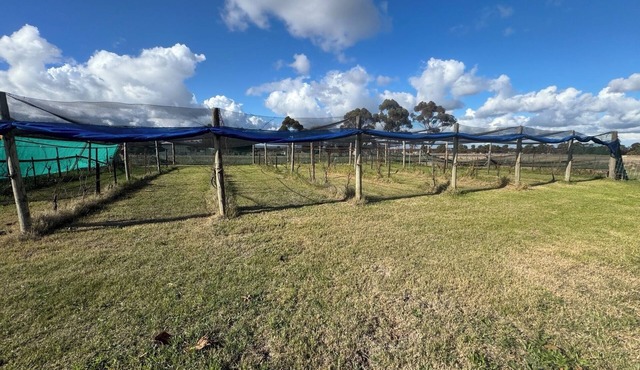 Farm Stay, feed sheep and relax close to airport