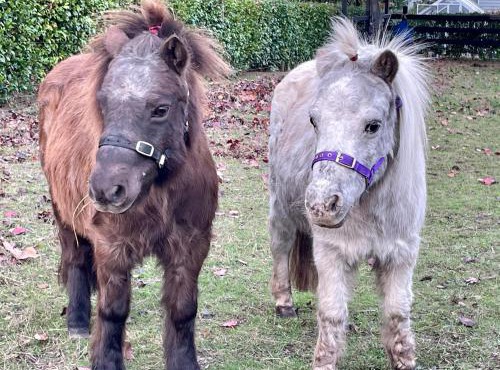 Farm Stay MAPLE Cottage at Wilindi Estate