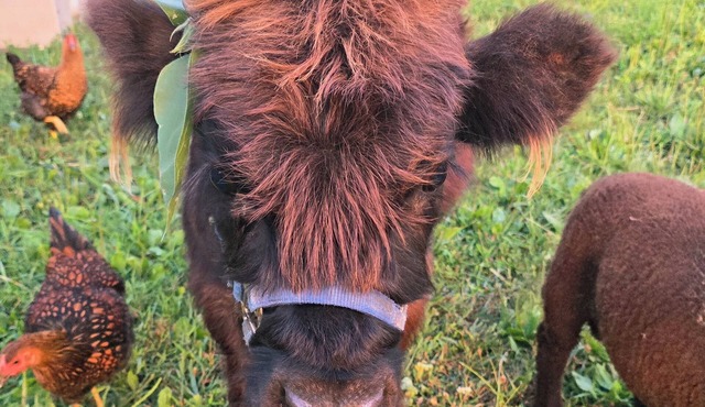 Farm Stay/Petting Zoo RV Stay