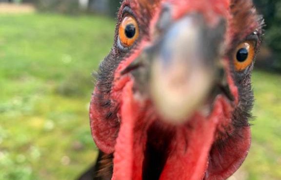 Farm Stay POPLAR Cottage at Wilindi Estate