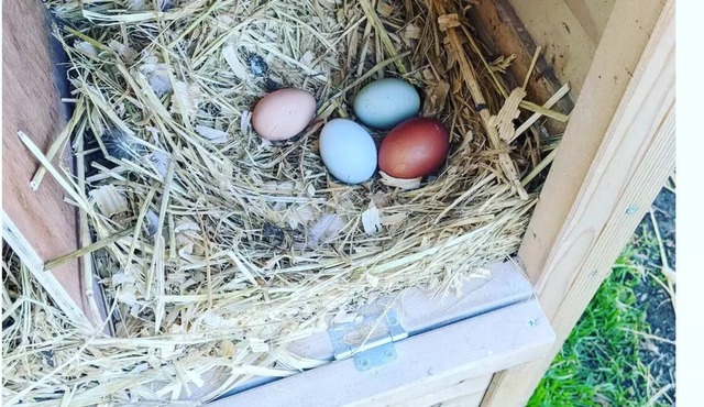 Farm Stay🐮 🐥 🐐 🥚