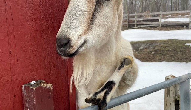 Farm stay with adorable animals, beautiful wooded trails and an inground pool.