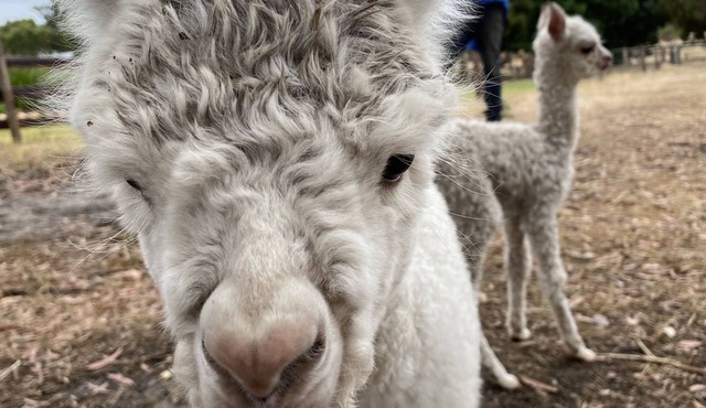 Farm stay with alpacas at your doorstep