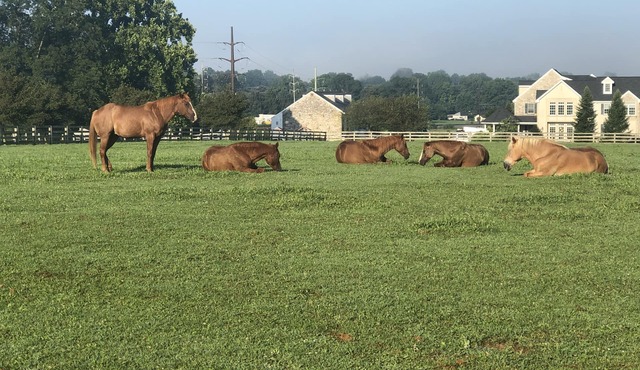 Farmhouse 2 bedroom suite @ Nookside Stables