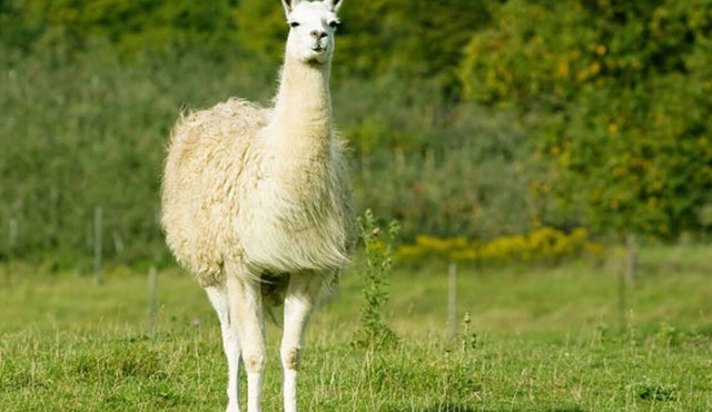 Farmhouse Fields- Mini Highland Cows and Llamas for an unforgettable Farm Stay!