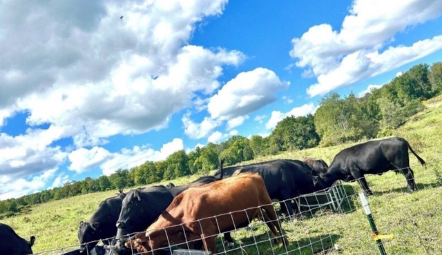 Farmhouse Stay w/Deck, Pond, Cows & Country Views