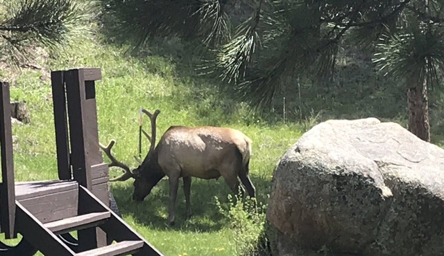 Fawn Valley Chalet w/deck over Fall River only 1 mile Rocky Mtn National Park