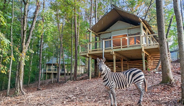 Feed a Zebra Right from Your Porch+Private Zoo Access