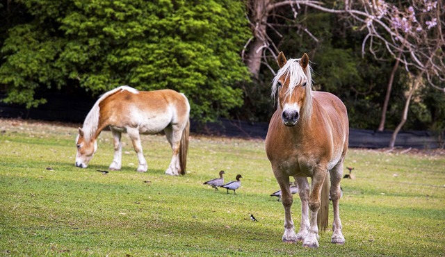 FEED THE ANIMALS! Coastal Farm Stay - just off M1- whole house 4U alone