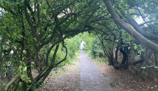 Fenetre sur Cour en Face de L'olivier