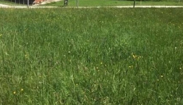 Ferienhaus für 6 Gäste mit 110m² in Guggisberg