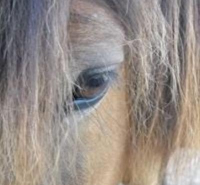 Ferme équestre Les Chevaliers