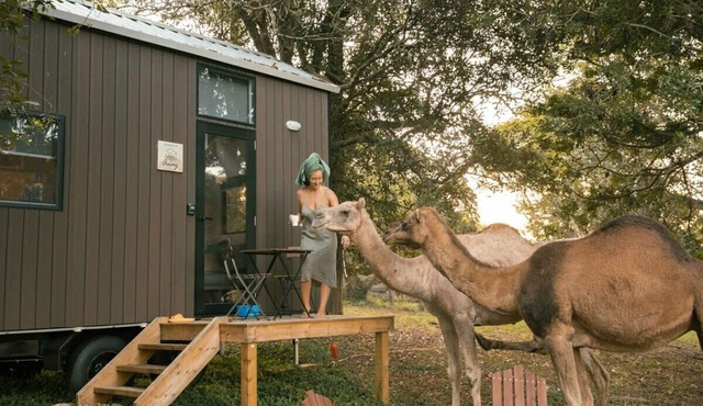 Fig Tree Cottage by Tiny Away