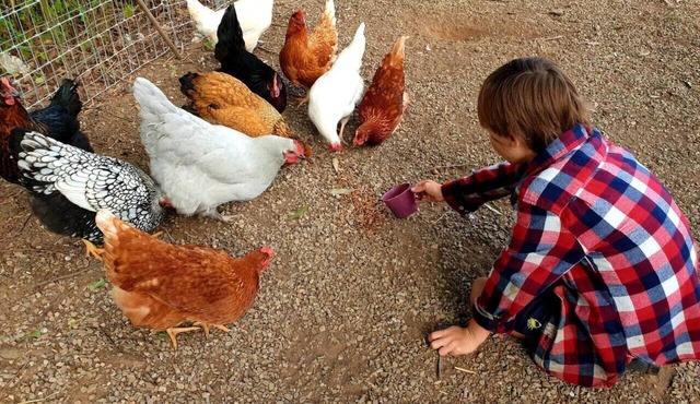 Fig Tree Farm Stay - Interactive Farm Stay Near Brisbane