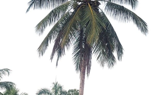 Finca Los Yenapos, Tranquila Pero muy Bien Comunicada