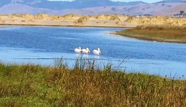 Fishermans Cottage~Cozy Cottage in Bodega Bay/Walk2Beach!NewYears Weekend!